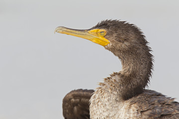 Wall Mural - A portrait os a double-crested cormorant (Phalacrocorax auritus)  enjoying the warmth of the sun seen from Fort Myers beach,Florida, USA.