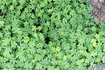 Green background with three-leaved shamrock. Green plant Background