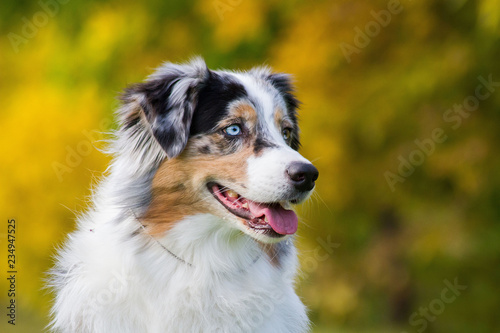 Fotomural Australian shepherd dog outside in beautiful colorful autumn.
