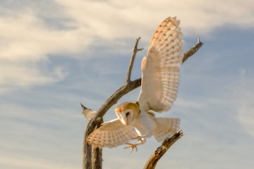 Barn Owl in Flight coming in for a Landing