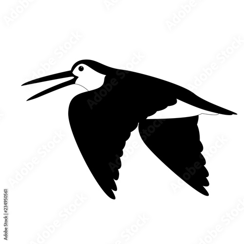 Valokuva woodcock in flight , vector illustration , black - white