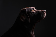 Brown Labrador Dog In Front Of A Colored Background