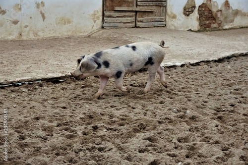Foto Young Bentheim black pied pig walking in the sand