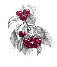 Sweet Cherry Branch With Red Berries Pencil Drawing