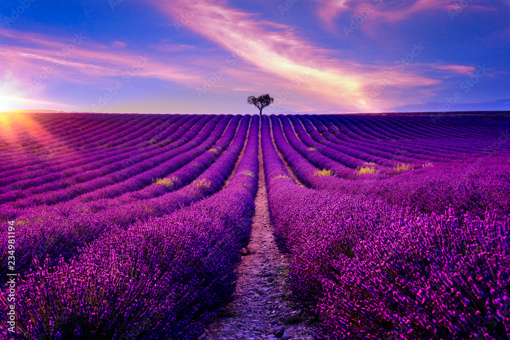 Lavendelfeld in der Provence bei Sonnenuntergang  - obrazy, fototapety, plakaty 