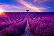 Lavendelfeld in der Provence bei Sonnenuntergang 