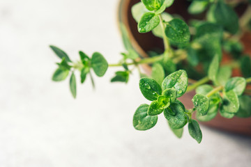 Thyme. Fresh green leaves of organic thyme closeup. Healthy eating.