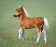 Miniature foal on green field.