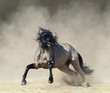 Golden dun Purebred Andalusian horse playing on sand.
