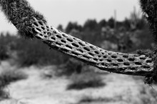 Cholla Cactus Skeleton Sonora Desert Arizona USA
