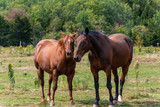 Fototapeta Konie - Horses on Pereau Rd