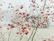 red berries in the snow