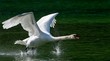 © imageBROKER - Mute swan (Cygnus olor), male starting from the water, Reintaler See, Tyrol, Austria, Europe