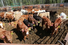Herd Of Calves