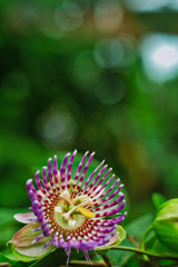 Wall Mural - Passiflora incarnata, commonly known as maypop, purple passionflower, true passionflower, wild apricot, and wild passion vine, is a fast-growing perennial vine with climbing or trailing stems.  