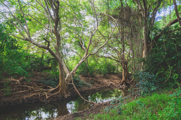 Wall Mural - Mangrove forest in Sri Lanka