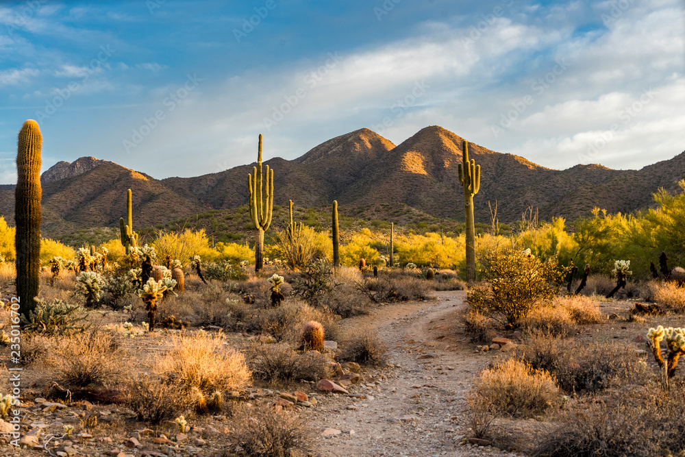 Morning light in the Sonoran desert in Scottsdale, Arizona - obrazy, fototapety, plakaty 