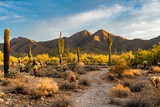 Morning light in the Sonoran desert in Scottsdale, Arizona