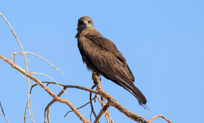 Black Kite looking at camera