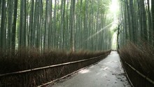 God Rays Shining Through Tall Green Trees At Arashiyama Bamboo Forest Lining An Angled Paved Walking Path During Early Morning In Kyoto, Japan. Stationary 30fps 1080 HD