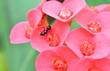 © Bigc Studio - black ant on plant red flower / pink or red euphorbia milli flower in the garden graan background
