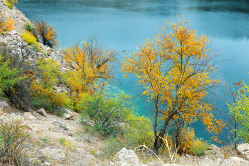 Canvas Print - trees with yellow and green foliage