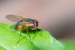 close up house fly standing on green leaf