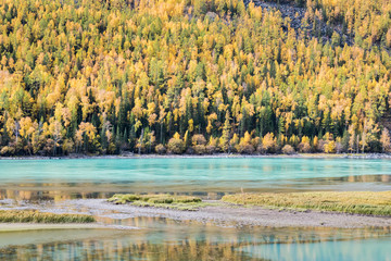 Wall Mural - autumn mountain woods and river in kanas