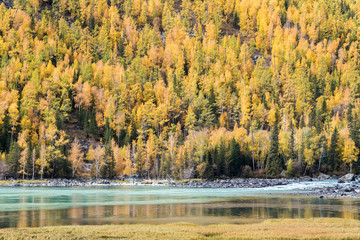 Wall Mural - autumn mountain woods in kanas