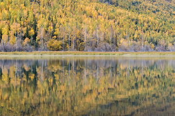 Wall Mural - autumn forest and reflection
