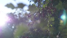 Slow Motion Shot Of Leaves And Little Red Fruits On A Tree With Sunflare