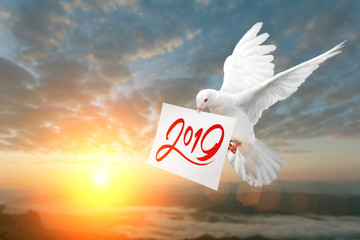 Fototapete - White Dove carrying 2019 Text in dry brush free hand Style on White paper in Sunset and Happy New Year 2019 Concept 