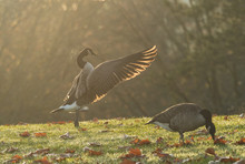 Canada Goose Flipping Its Wings On The Grass Field In A Cold Autumn Morning Back Lit By The Sun