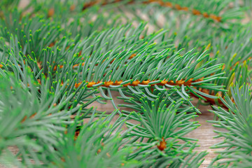 Christmas composition with fir tree branches on wooden background.