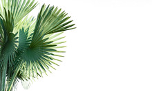 Leaves Palm Trees (Livistona Rotundifolia Or Fan Palm.) Isolated On White Background.
