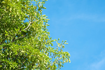 Wall Mural - green tree and blue sky with sunlight in summer season.