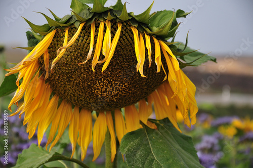 Fotomural close-up of a wilting sunflower