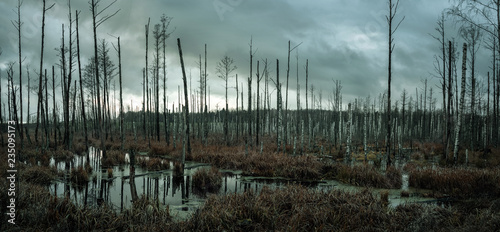 Fotografía Panoramic view of a misty swamp in the forest with copy space