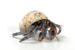 Landeinsiedlerkrebs (Coenobita cavipes) - hermit crab