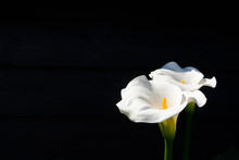 Condolence Card With White Calla Lily Flowers On Black Background, Dark Key Concept, Copy Space