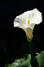 Condolence Card With White Calla Lily Flowers On Black Background, Dark Key Concept, Copy Space