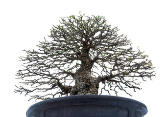 Poster - Bonsai tree on white background.