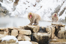 Animals, Nature And Wildlife Concept - Japanese Macaques Or Snow Monkeys At Hot Spring Of Jigokudani Park
