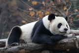 Close up Sleeping Giant Panda Face 