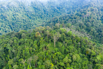 Wall Mural - Aerial view of cloud hanging over dense, mountainous tropical jungle