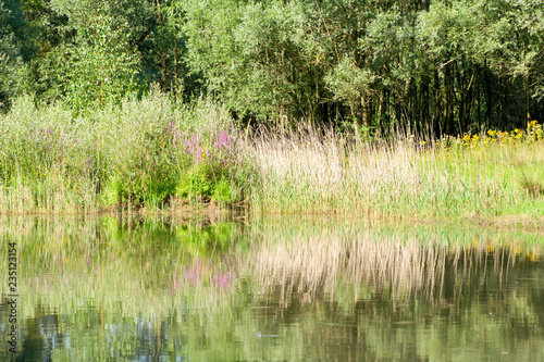 Fotografía Plants are reflected from the lake's water surface