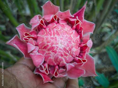 Selective Focus Of Blooming Etilingera Elatior Or Pink Flower Torch Ginger Also Know As Red Ginger Lily Torch Lily Combrang Bunga Kantan In Natural Habit Stock Photo Adobe Stock