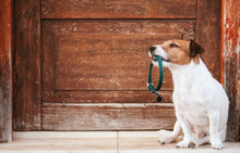 Dog Holding In Mouth Doggy Collar With Tag Sitting In Front Of Shabby Wooden Door Wants To Go For Walk