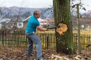 Wall Mural - Lumberjack worker chopping down a tree breaking off many splinters in the forest with big axe.