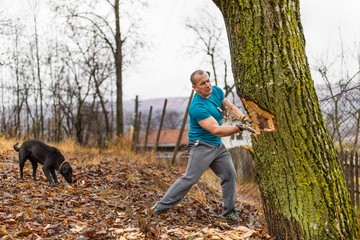 Wall Mural - Lumberjack worker chopping down a tree breaking off many splinters in the forest with big axe.